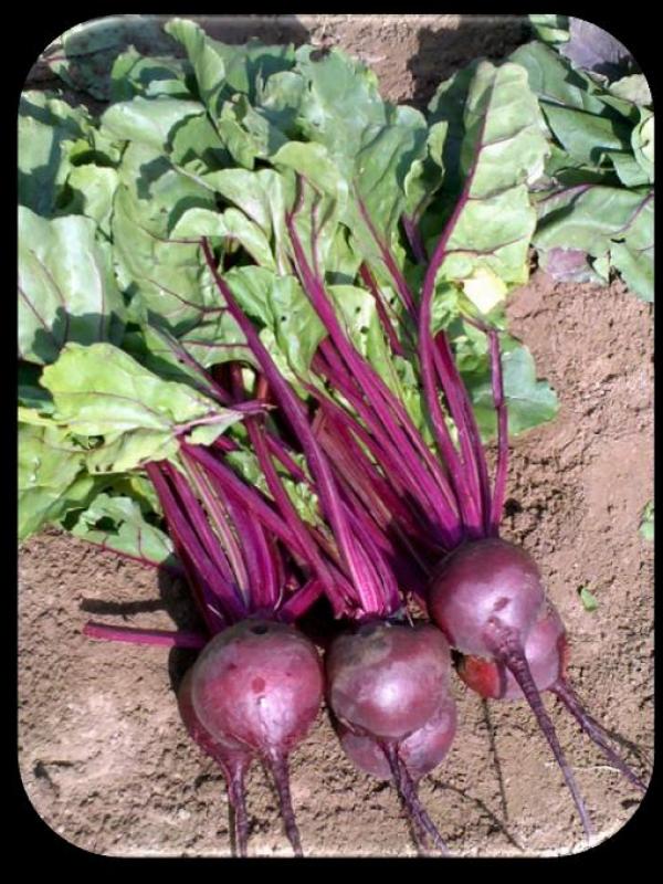 Beet Royal F-1