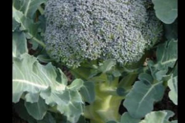 Broccoli Royal Favor F-1