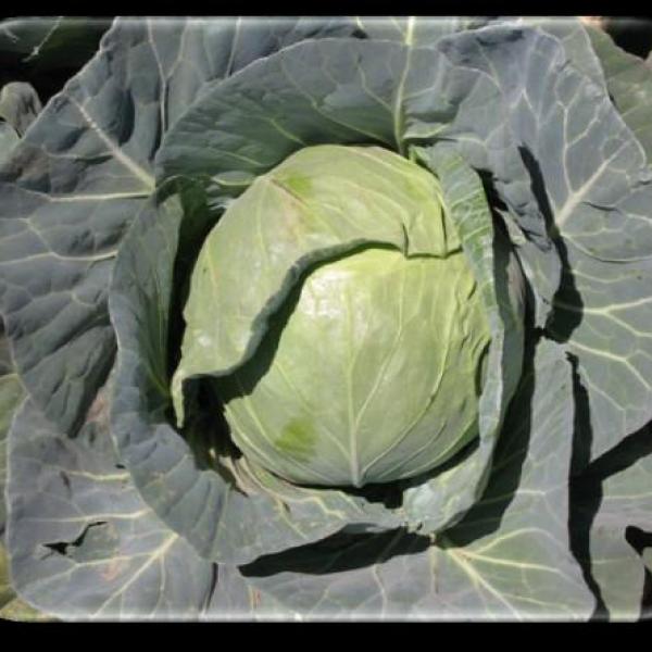 Cabbage Vantar F-1