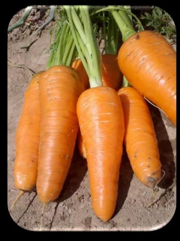 Carrot Emerald Supreme F-1