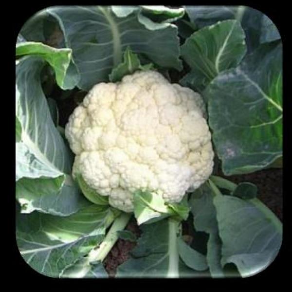 Cauliflower Denova F-1