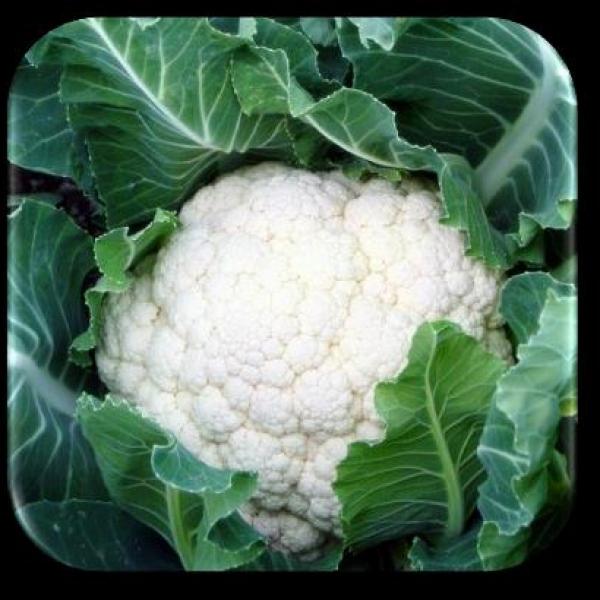 Cauliflower EMCF 933 F-1