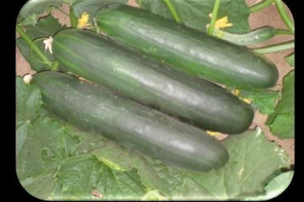 Cucumber Laser 160 F-1
