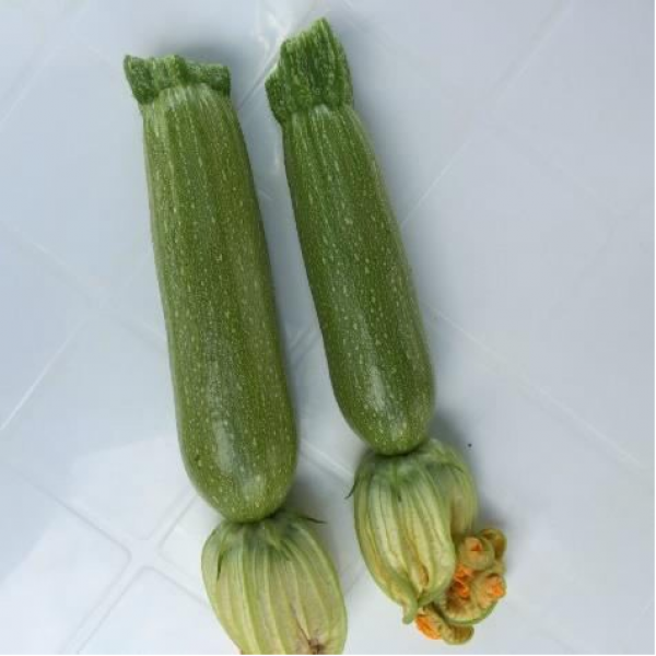 Enlora