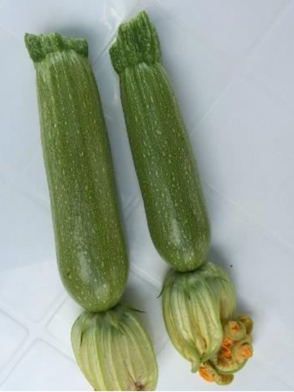 Enlora
