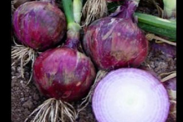 Onion Inkopah 344 F-1