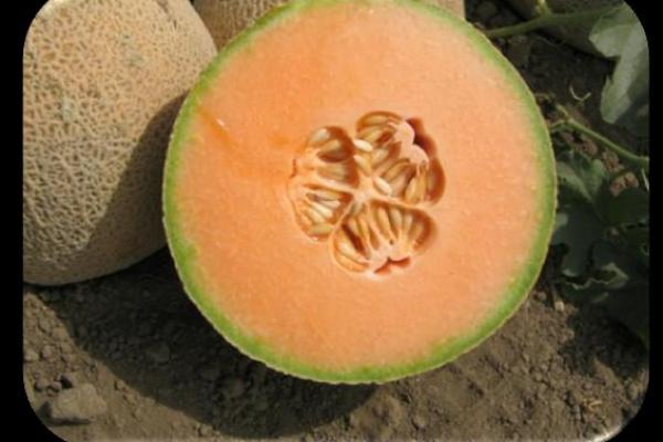 Melon Del Oro Improved F-1