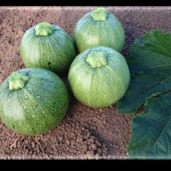 Squash EM Super Bol F-1