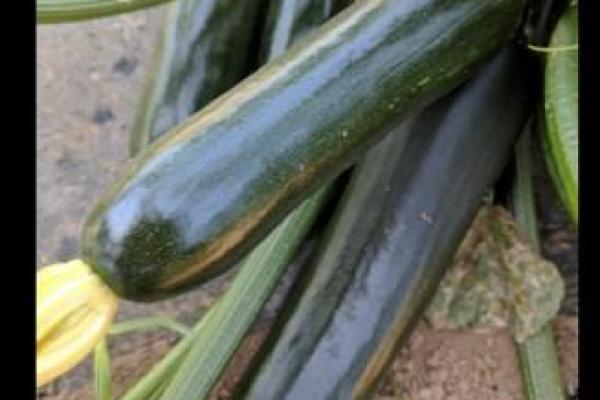 Squash Twilight F-1