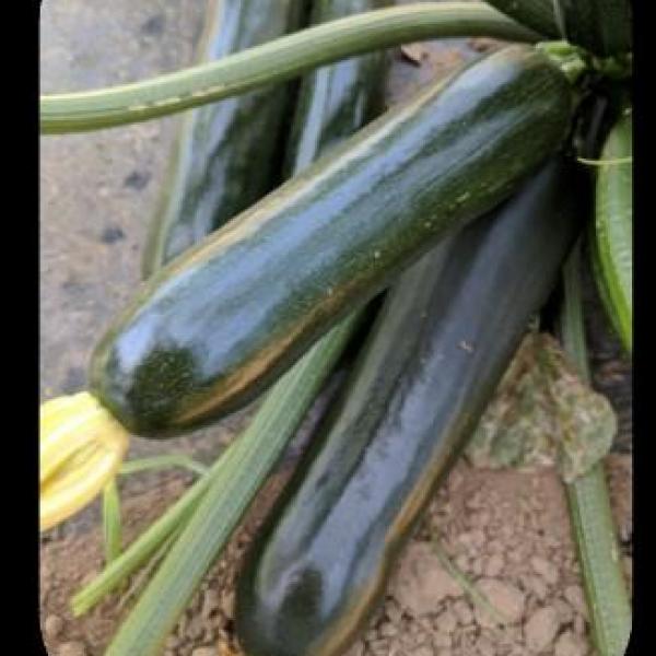 Squash Twilight F-1