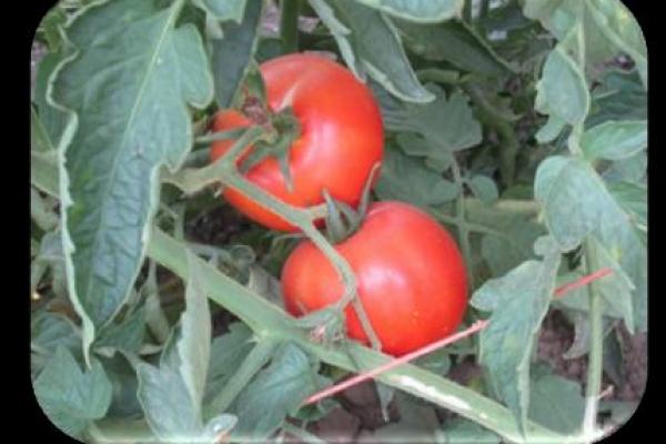 Tomato Daisy TY F-1