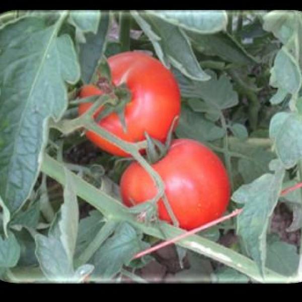 Tomato Daisy TY F-1