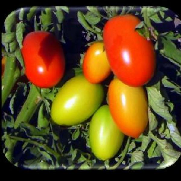 Tomato EMSD 2010 F-1