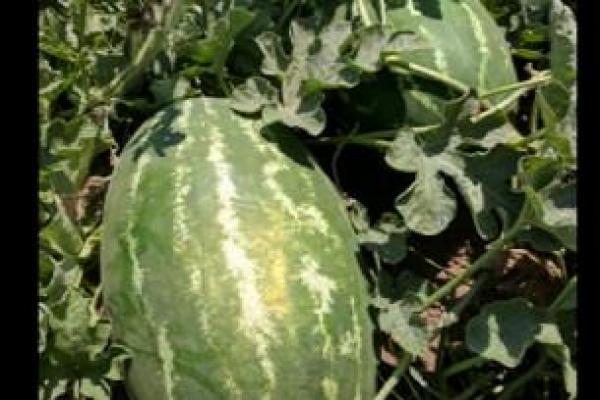 Watermelon EM 296 F-1