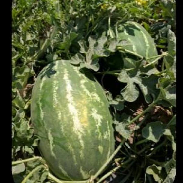 Watermelon EM 296 F-1