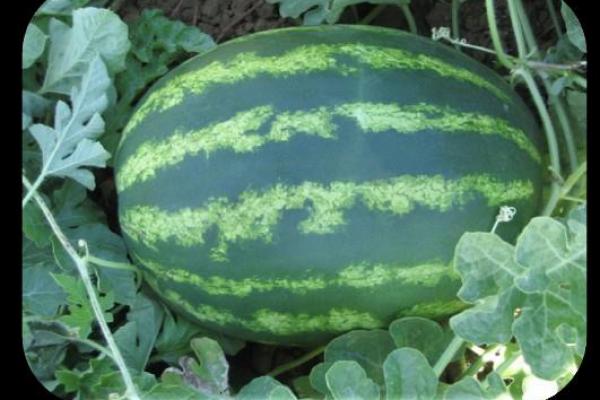Watermelon Scarlet F-1