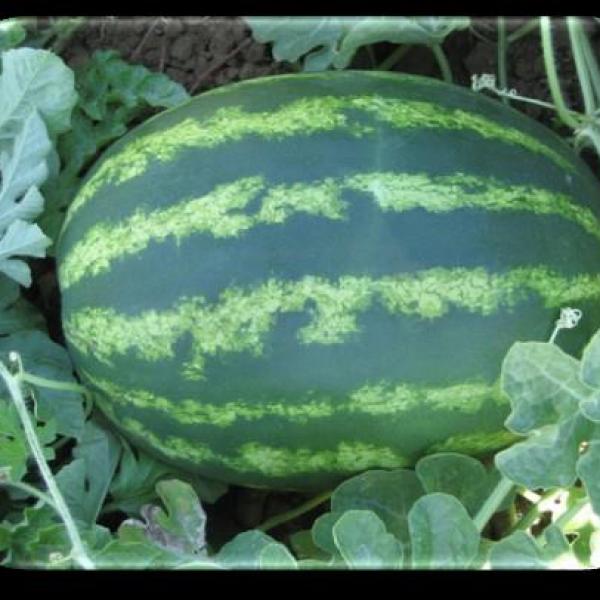 Watermelon Scarlet F-1